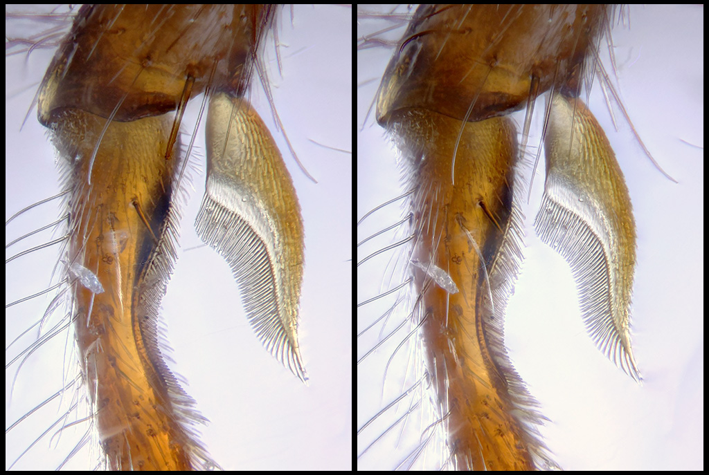 Pectinate Spur Insect New images of ant's pectinate grooming spur - www.photomacrography.net
