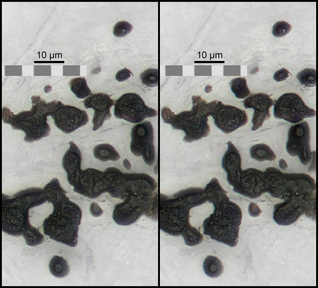 Toner Ink Particles Toner dots have interesting 3D structure - www.photomacrography.net
